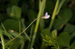 Lentil vetch